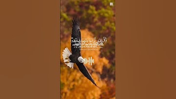 {سورة الإسراء} الأية13🌿☘️القارئ ياسر الدوسري 🌿☘️🍃🍁🇲🇦😍🇩🇿🍃🇵🇸🇵🇸🇵🇸❤️❤️