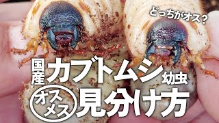 国産カブトムシ幼虫【オス・メス見分け方】より確実に見分ける３つのポイントをご紹介します！飼育が初めての方でも簡単です♪