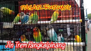 Pasar burung Pangkalpinang,ayam Serama,ayam mutiara,love bird.