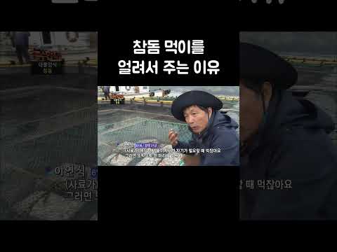 강한 자들이 더 강해지는 참돔의 식사시간 #shorts