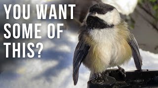 Cute and Interesting Chickadee Behavior | Body Ruffling Display