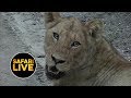safariLIVE - Sunrise Safari - February 1, 2019