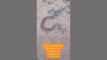 Almost stepped on this Rattlesnake while pulling weeds this morning! 😱