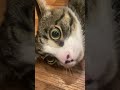 Cat #1000subscriber