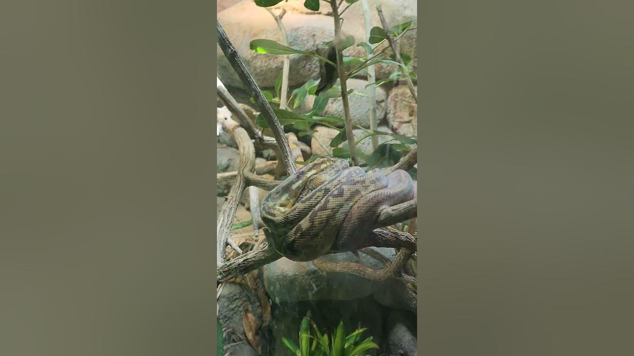 Lesser Sundas Python At The St.Louis Zoo - YouTube