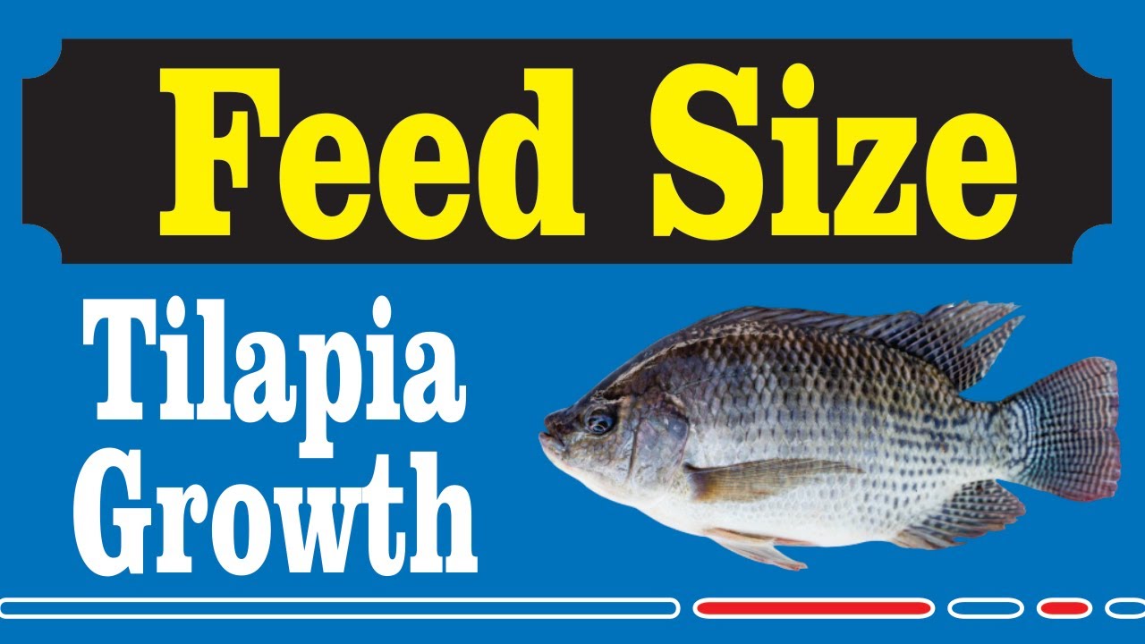 Tilapia Fish Size Feed Size Growth Per Month Full Details YouTube