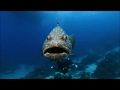 Capture de la vidéo Ocean Trip By Zero Project The Amazing Underwater Documentary