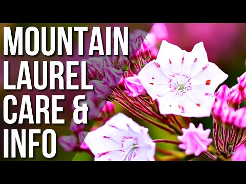 Video: Mountain Laurel Information - How To Grow A Mountain Laurel Bush