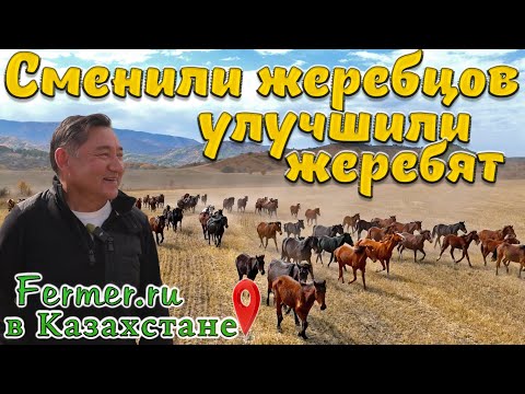 Видео: В чем залог хорошего табуна? А что если не менять жеребцов? Каких лошадей едят казахи?