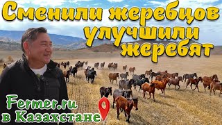 В чем залог хорошего табуна? А что если не менять жеребцов? Каких лошадей едят казахи?