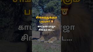 சிங்கத்தையே எதிர்க்கும் சிறிய விலங்கு! 🦁🔥 | Honey Badger Facts Tamil #shorts