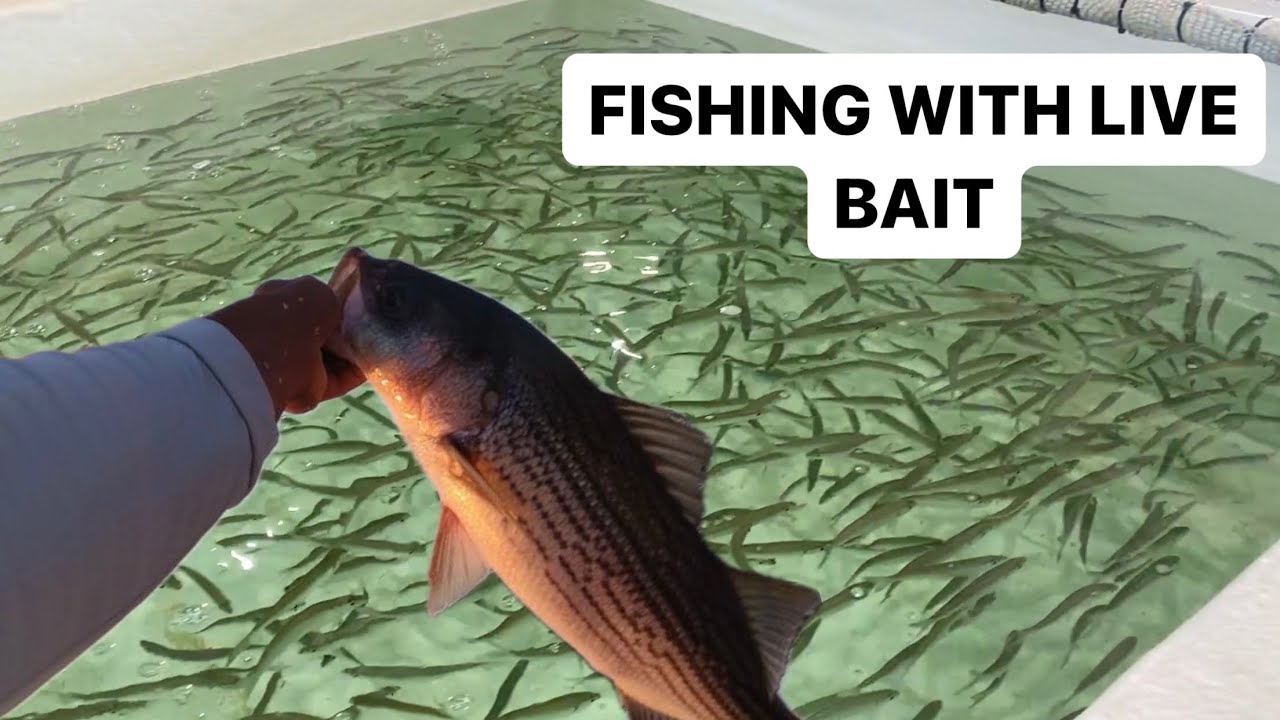 Is LIVE BAIT BETTER?? YouTube