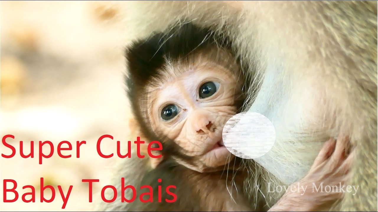 OMG! Super Cute Newborn Baby Tobais With Good Activity Alert & Brave | Newborn Baby Monkey Tobais.