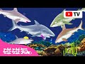 [4K] 鯊魚一家來了 🦈 鯊魚寶寶 1小時連續播放合集 英文兒歌 童謠 | Baby Shark 碰碰狐 Pinkfong!