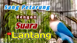 LOVEBIRD BETINA FIGHTER SUARA LANTANG NGETIK NGEKEK PANJANG MEMANGGIL LOVEBIRD LAWAN