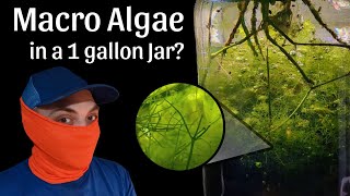 1 Gallon Aquarium | No Filter | Pond Mud Substrate (Day 1 to 91)