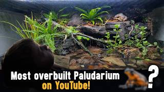 Fire Belly Toads! My Son's First Paludarium!