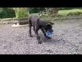 Irish wolfhound pup playing with new toy