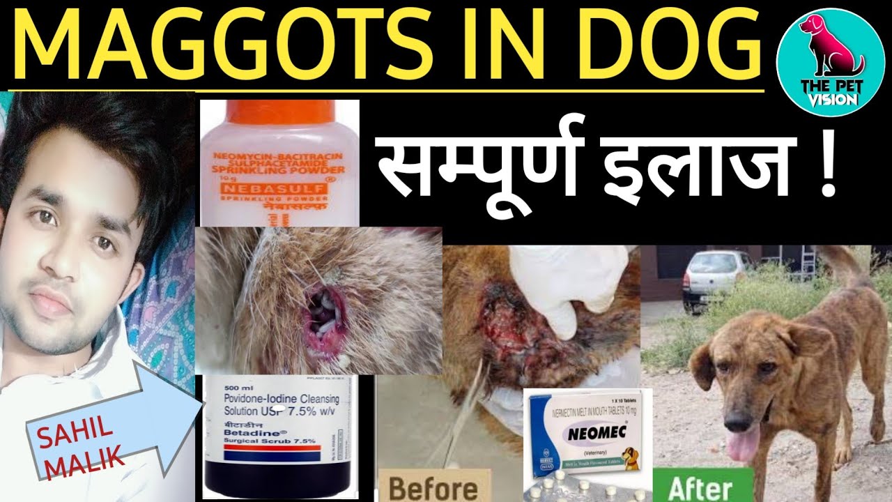 Maggots in dog, कुत्ते मे कीड़े पड़ना, Cause, सम्पूर्ण इलाज ! by Sahil  Malik ( vet.)