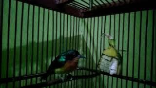 suara panggilan alami kolibri Wulung 99% di jamin AMPUH .