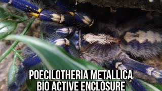 POECILOTHERIA METALLICA BIO ACTIVE ENCLOSURE (Gooty Sapphire Ornamental tarantula)