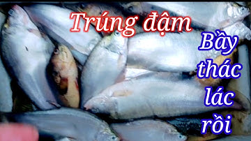 Điểm này trúng đậm thác lác rồi.#46# /săn bắt/ Chủ nhật.4.7fishing