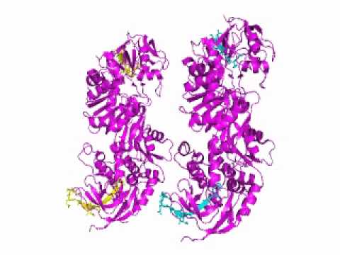 Video: Kepelbagaian Pengagihan Fluks Dalam Metabolisme Karbon Pusat Strain S. Cerevisiae Dari Pelbagai Persekitaran