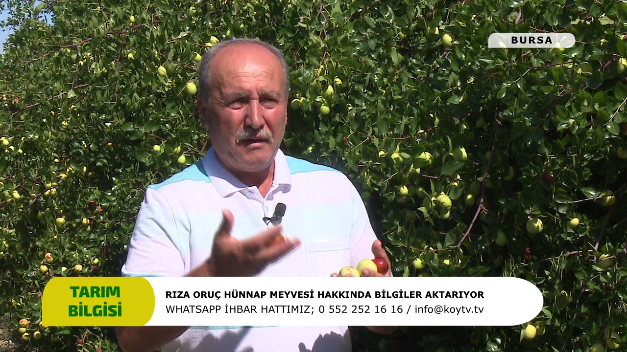 HÜNNAP YETİŞTİRİCİLİĞİ