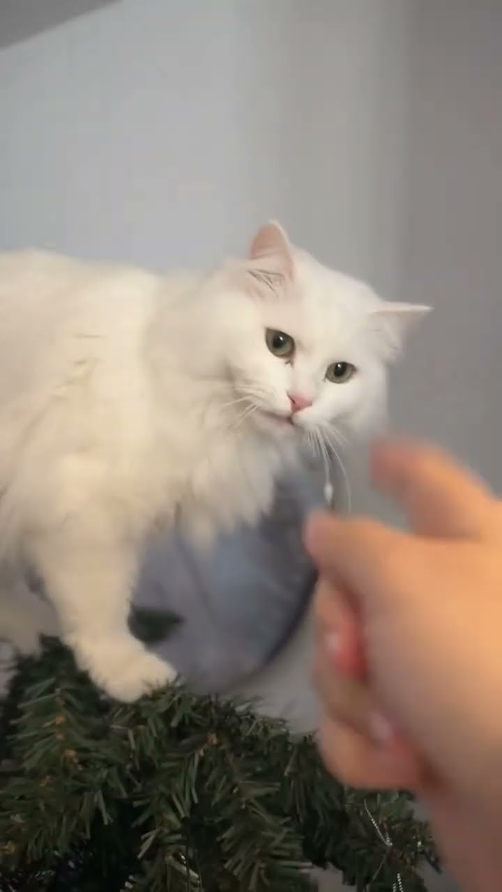 C magnifique vidéo chat nature