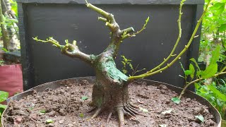 Updating Ficus Racemosa Bonsai Materials by Ato Craft 443 views 1 year ago 2 minutes, 48 seconds