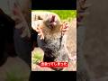 犬の拾ったものは・・・