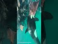 🐼圧巻！シャチの捕食シーン！