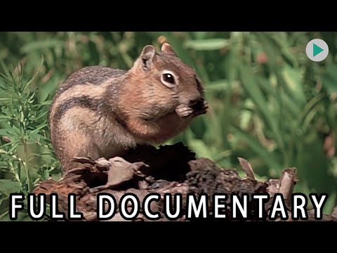 WILD AMERICA: JUST LITTLE VARMINTS
