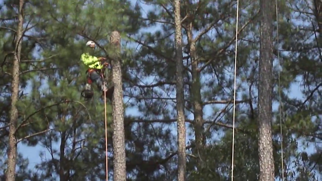 Amigo Tree service Cary pine limb removal safety tip serving RDU since ...