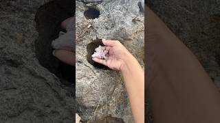 Check Out The Baby Birds