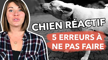 Comment savoir si mon chien est réactif