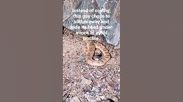 Rattlesnake Encounter #snake #danger #hiking