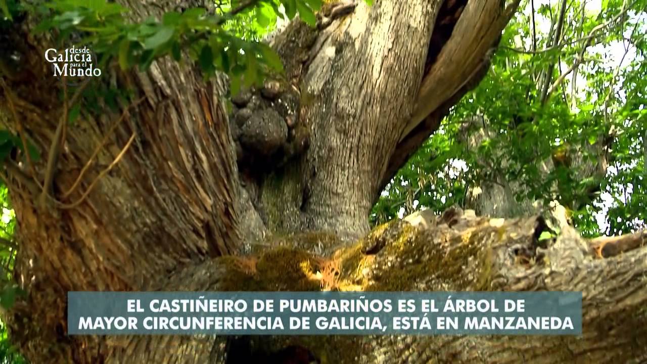 EL ÁRBOL MÁS ANTIGUO (GALICIA)