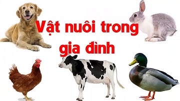 Dạy bé học các con vật nuôi trong nhà gia đình   tiếng kêu và hình ảnh động vật   ECE 1
