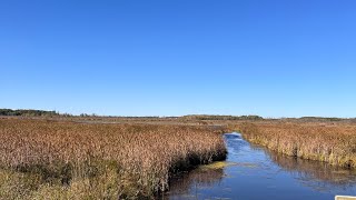 Is Flooded Corn Ruining Duck Hunting?