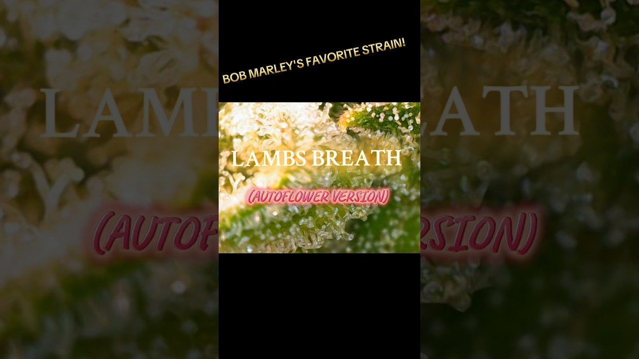 LAMBS BREATH AUTOFLOWER 