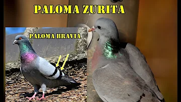 ¿Cuál es la función de las palomas en el ecosistema?