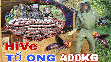 CẬN CẢNH TỔ ONG KHỔNG LỒ DỰ KIẾN TRÊN 400KG / KHAI THÁC LOÀI ONG NGUY H.I.Ể.M NHẤT_ P1 !