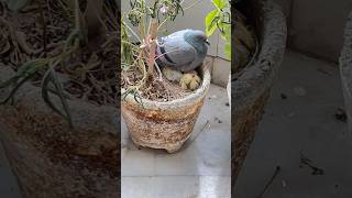 Pigeon laid egg in our house #shortsfeed  #shorts #ytshortsindia #ytshort