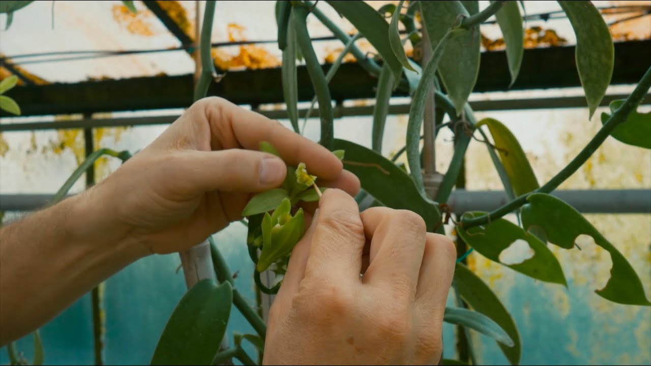 La vaniglia. L'aroma di una storia che arriva da lontano