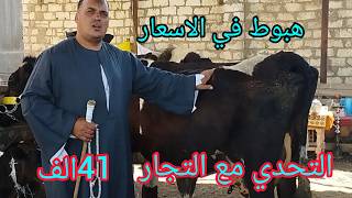 انقلاب الطيب على التجار هبوط في اسعار البقر الوالد الخليط العالي من داخل مزرعه معلم جمعه