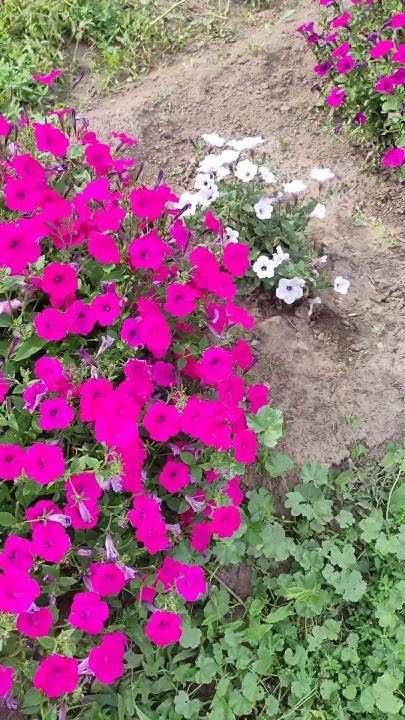 Шикарно 💓...#петунии, #Тайдалы, #лето, - YouTube