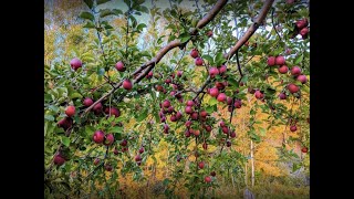 Apple picking, Fredericton, Canada