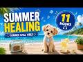 Summer Healing Vibes 🌊🐶 | Relax CUE ⭐