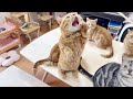 食後の運動のじかんですよー